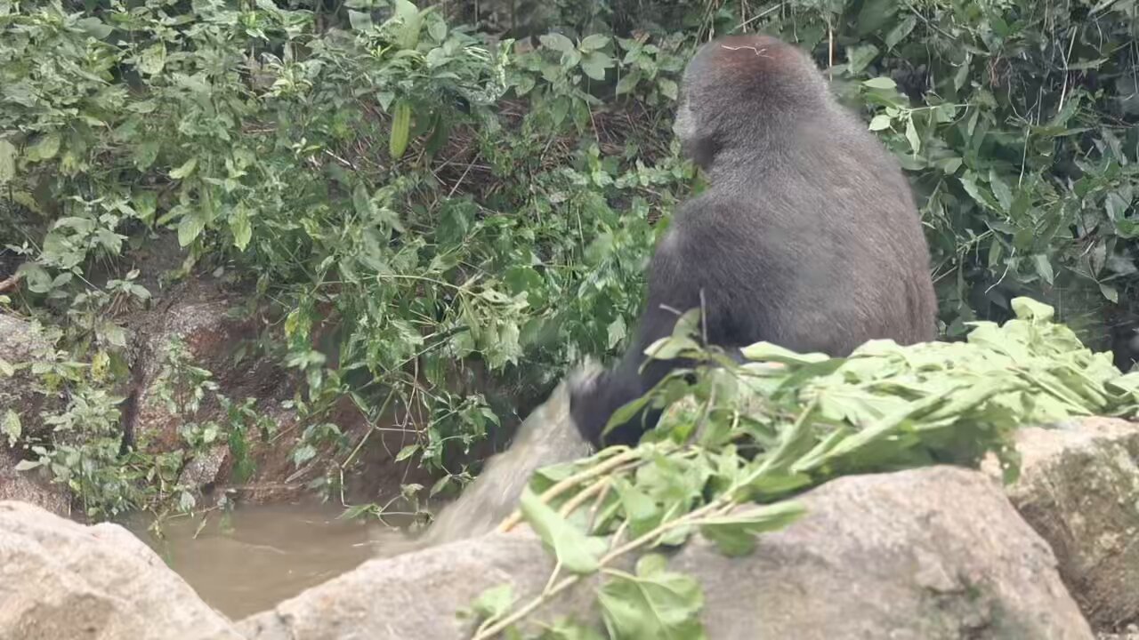 ゴリラ🦍 - Search / X
