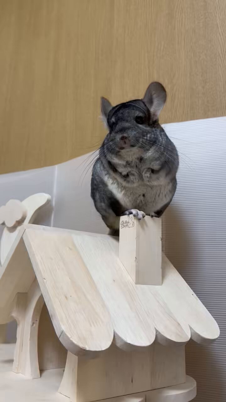 AZUKI on X: 