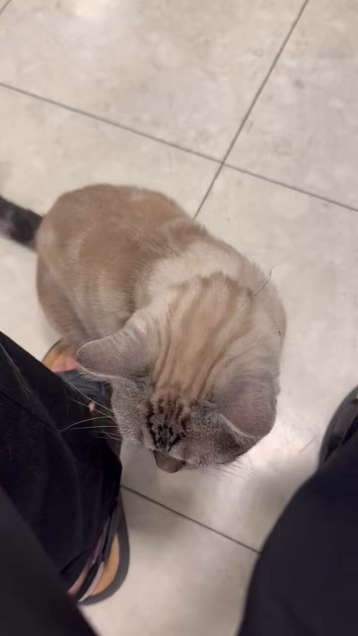 ねこまみれ くっろ🦜 on X: 