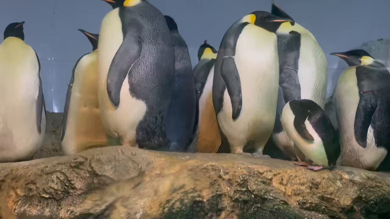 ペンギンマッグロウ ペンギンマッグロウ