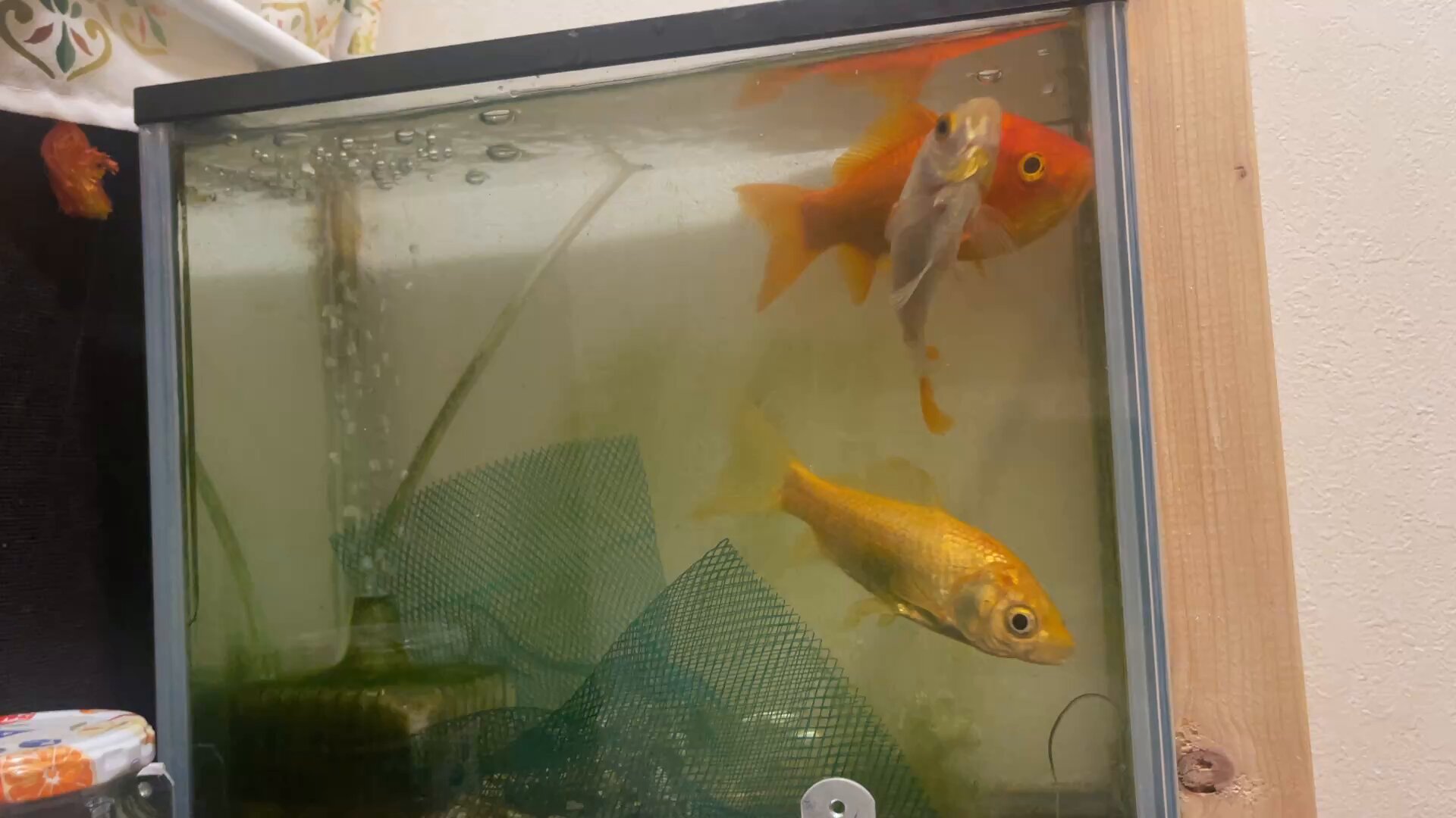 金魚ページ ショーベタ専門店 よこはま金魚HMPK 鯉ギャラクシー メスa8929