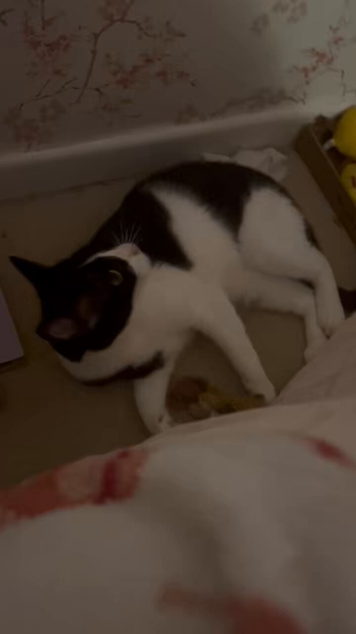 🐈‍⬛ 🐈 (🐶🌈) on X: 