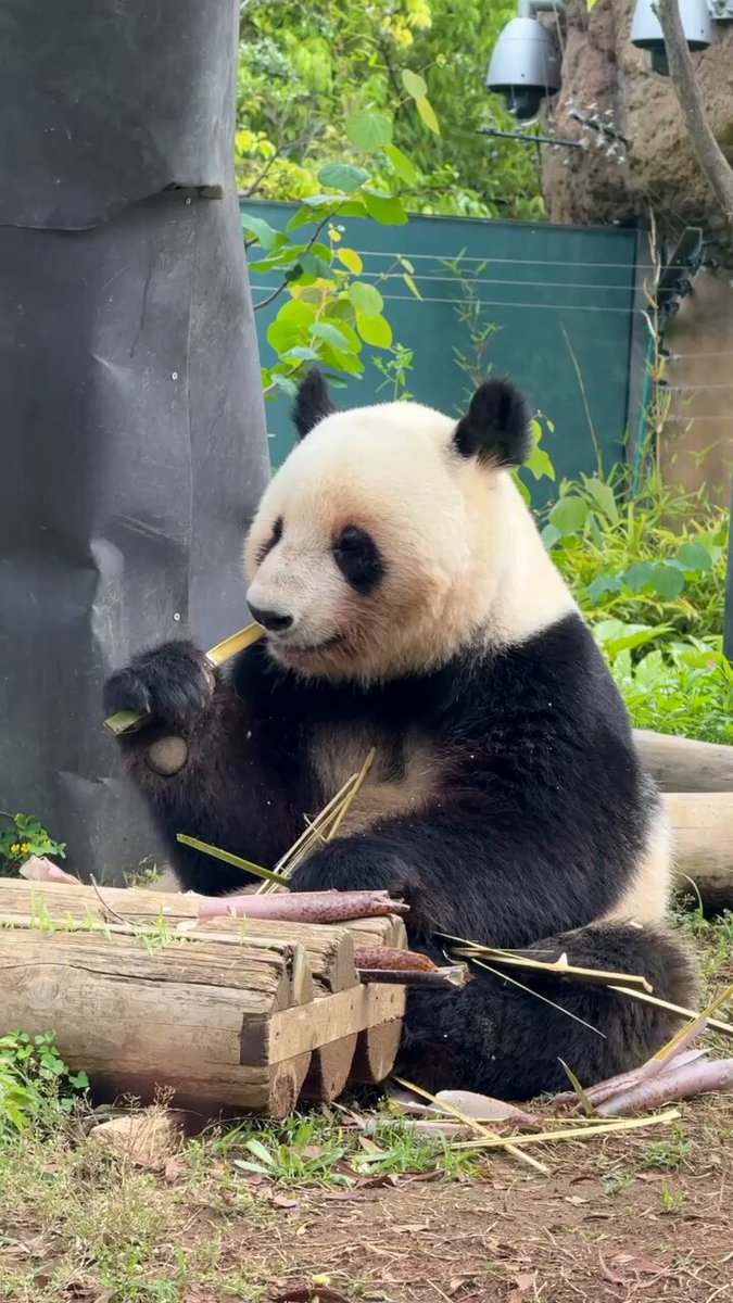 パンダのミャオミャオ 真後ろ。 #シャオシャオ #シャオレイ #上野動物園 #パンダ