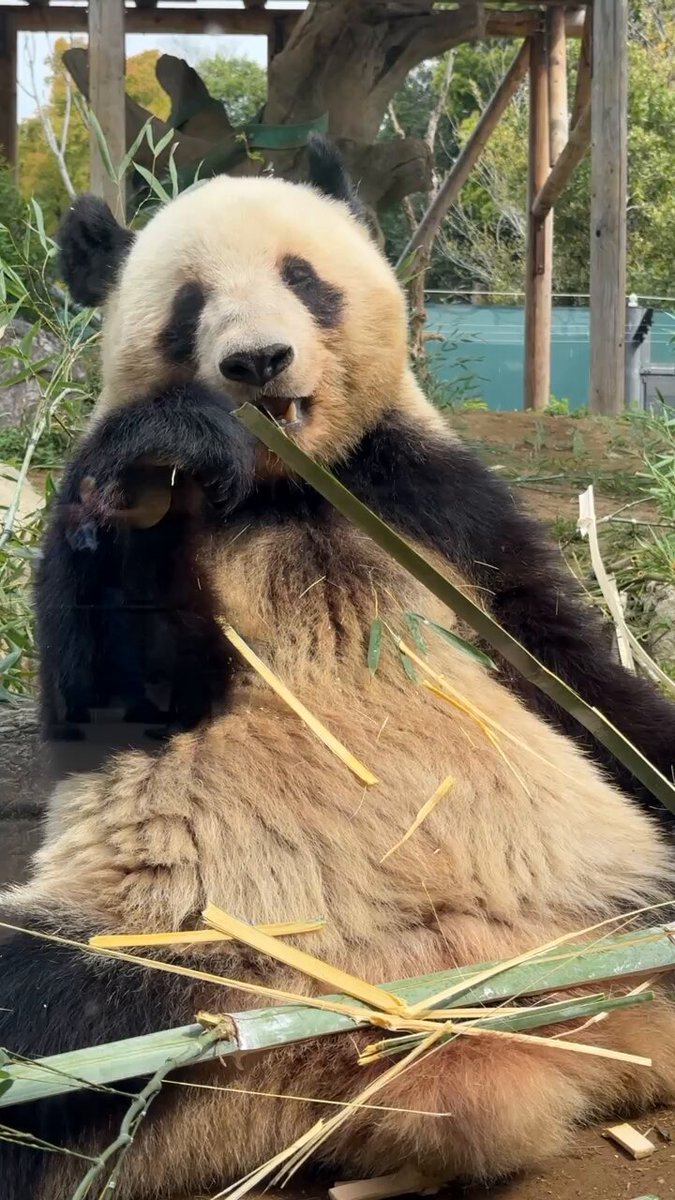 panda_xiang_xiang (@kedama_o_o) / X