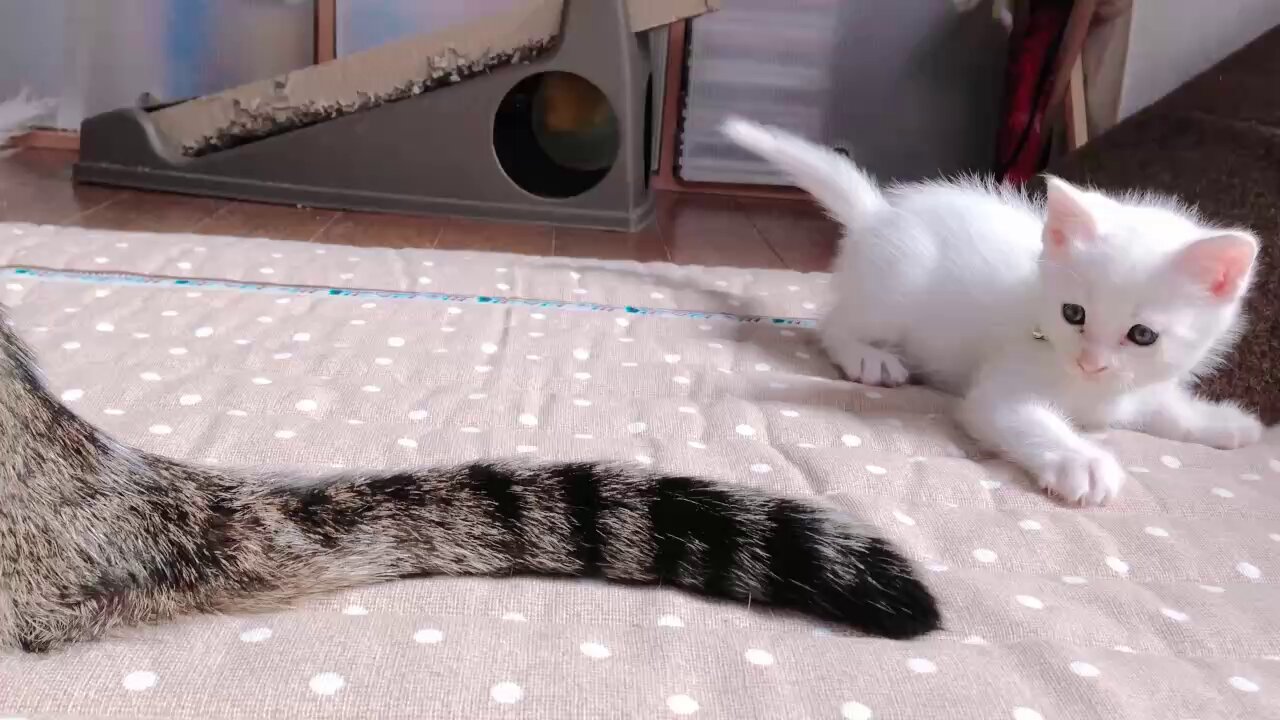 ねこまっしぐら (@catsstraightup) / X