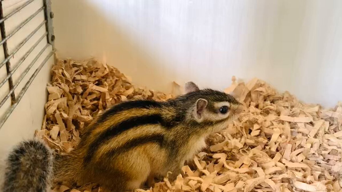 木茶動物園 のんのんシマリス 1/6 3818340f-fde3-4c30-b32d-