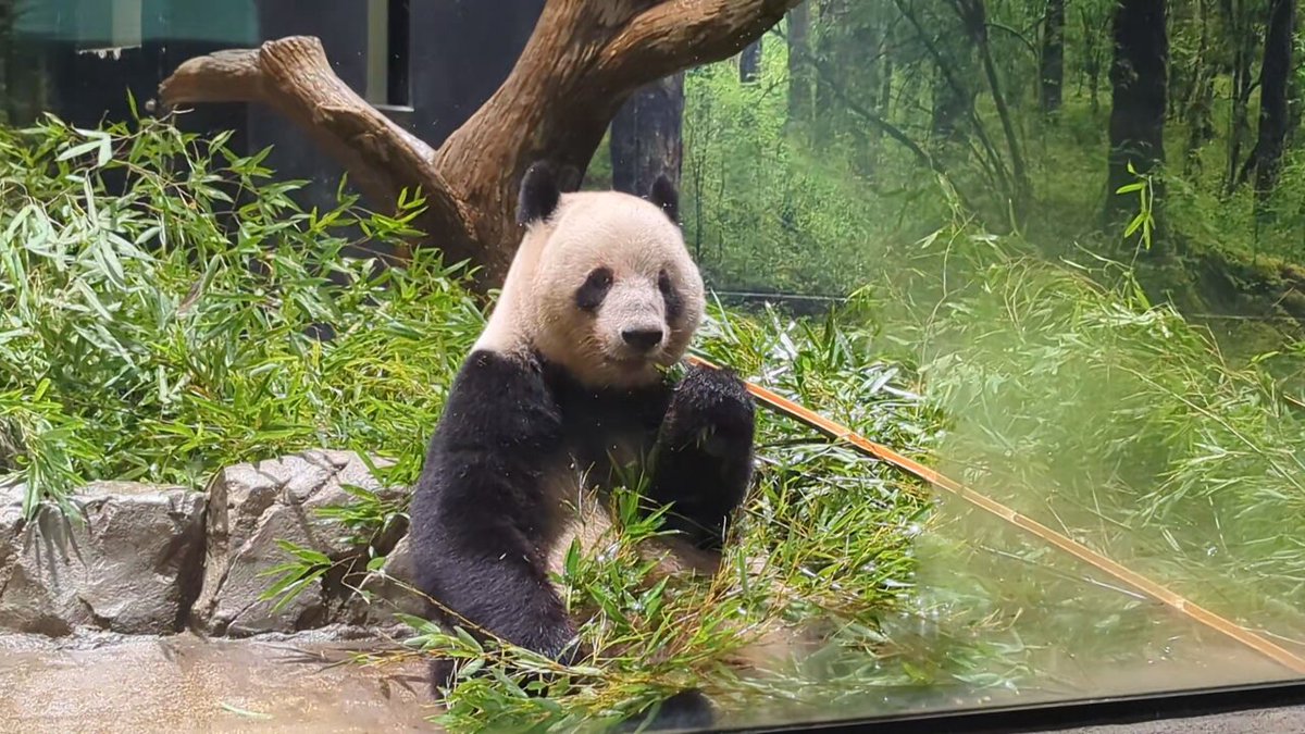 パンダ閲覧ページ 上野動物園 - البحث / X