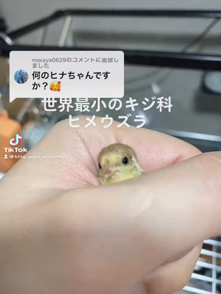 ひめうずら研究室 成鳥用配合飼料 4kg 鳥 餌 ヒメウズラ ひめうずら研究室 成鳥用配合飼料 4kg 鳥 餌 ヒメウズラ