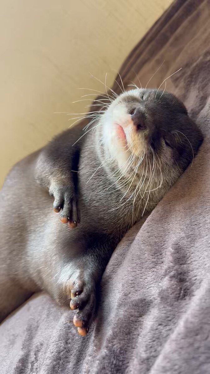 カワウソのウーちゃん (@Otter_Uchan) / X