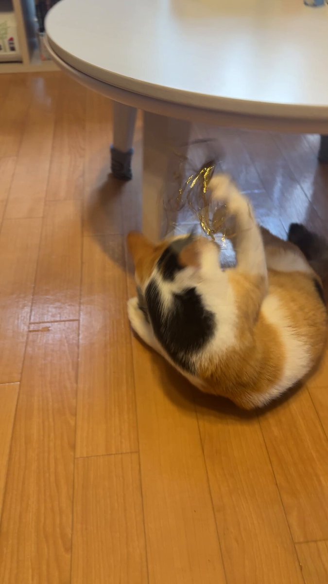 三毛猫様♡ありがとうございます♡ cat_167085_1.jpg