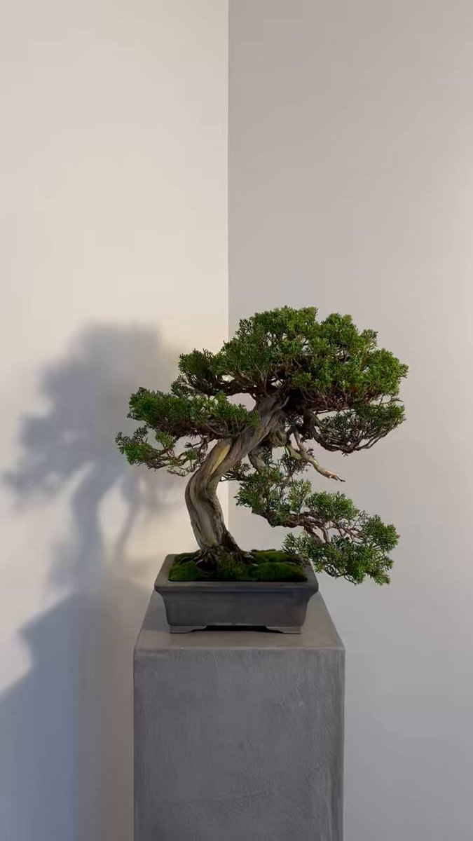 梅　盆栽　古木❗ 緋梅 ※古木 開花しました [赤富士園]