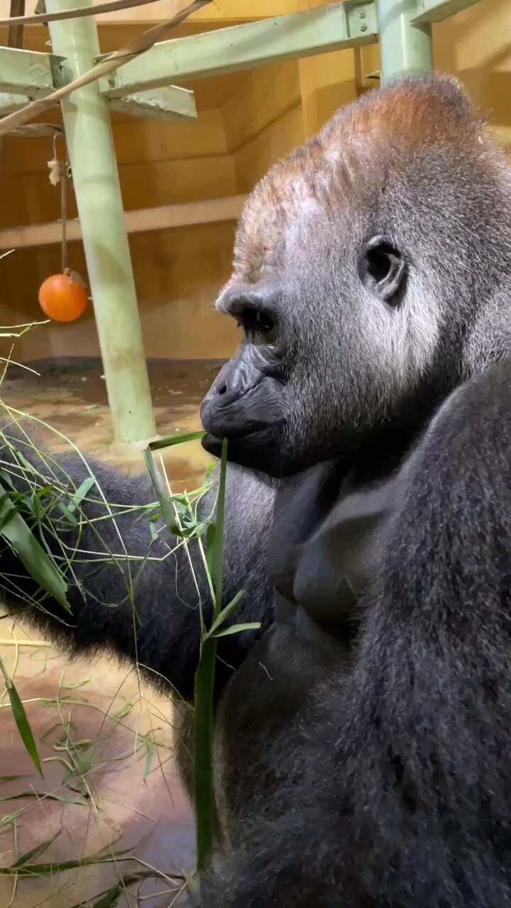 ゴリラ🦍 - Search / X