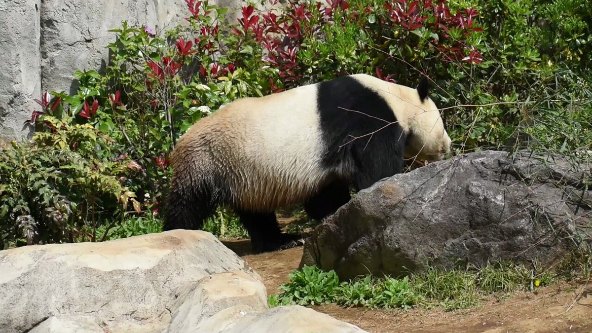 パンダ閲覧ページ 上野動物園 - البحث / X