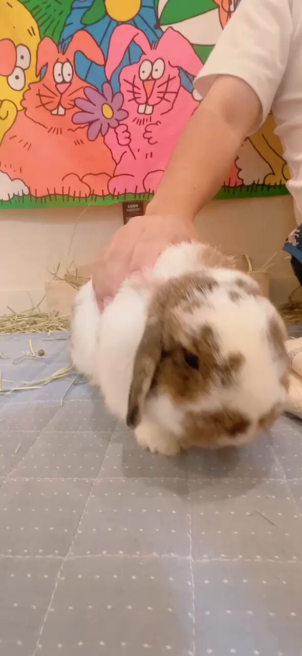 うさぎのうさじ on X: 
