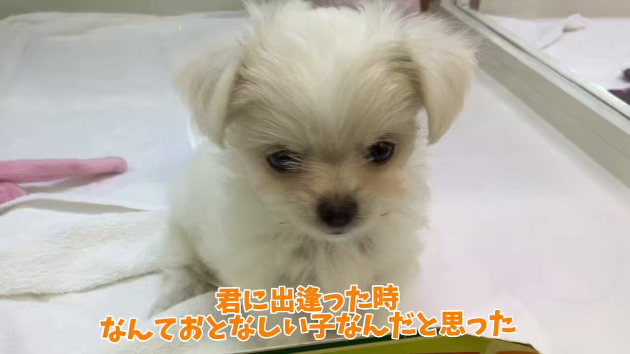 MARU◓⃙ฅ•ω•ฅ◓⃙ (@man_maruchan711) / X