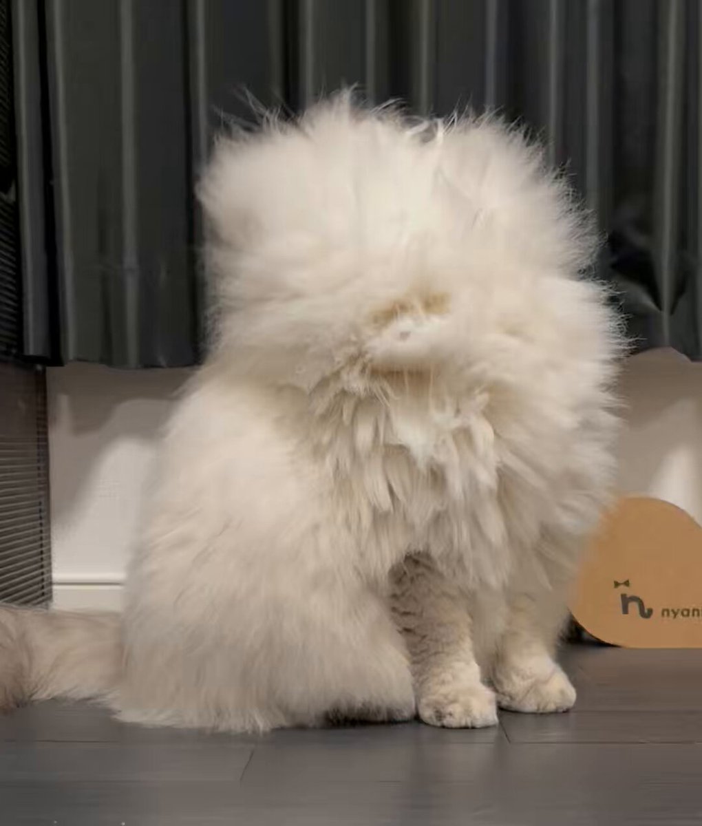 猫アレルギー氏 サイベリアン 】大注目の低アレルゲンキャット！のんびり美形