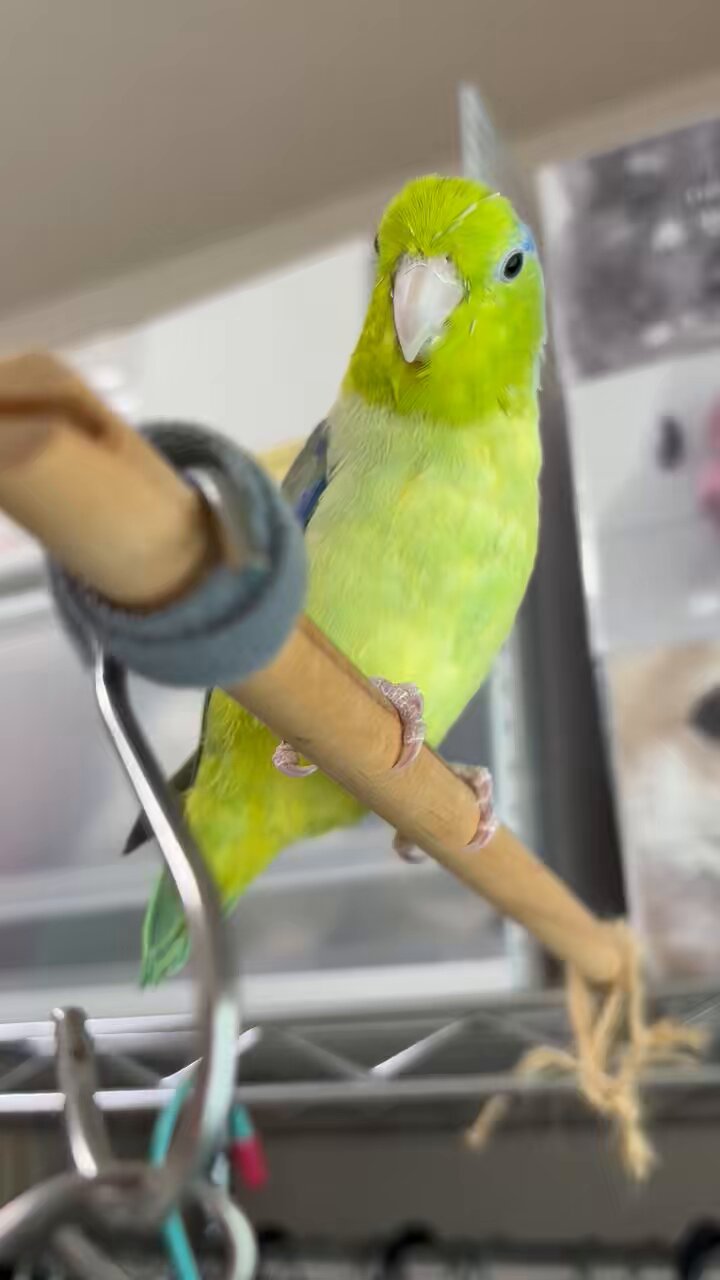 鳥好きっ！ 鳥好きさん向けグッズ - とりきち横丁