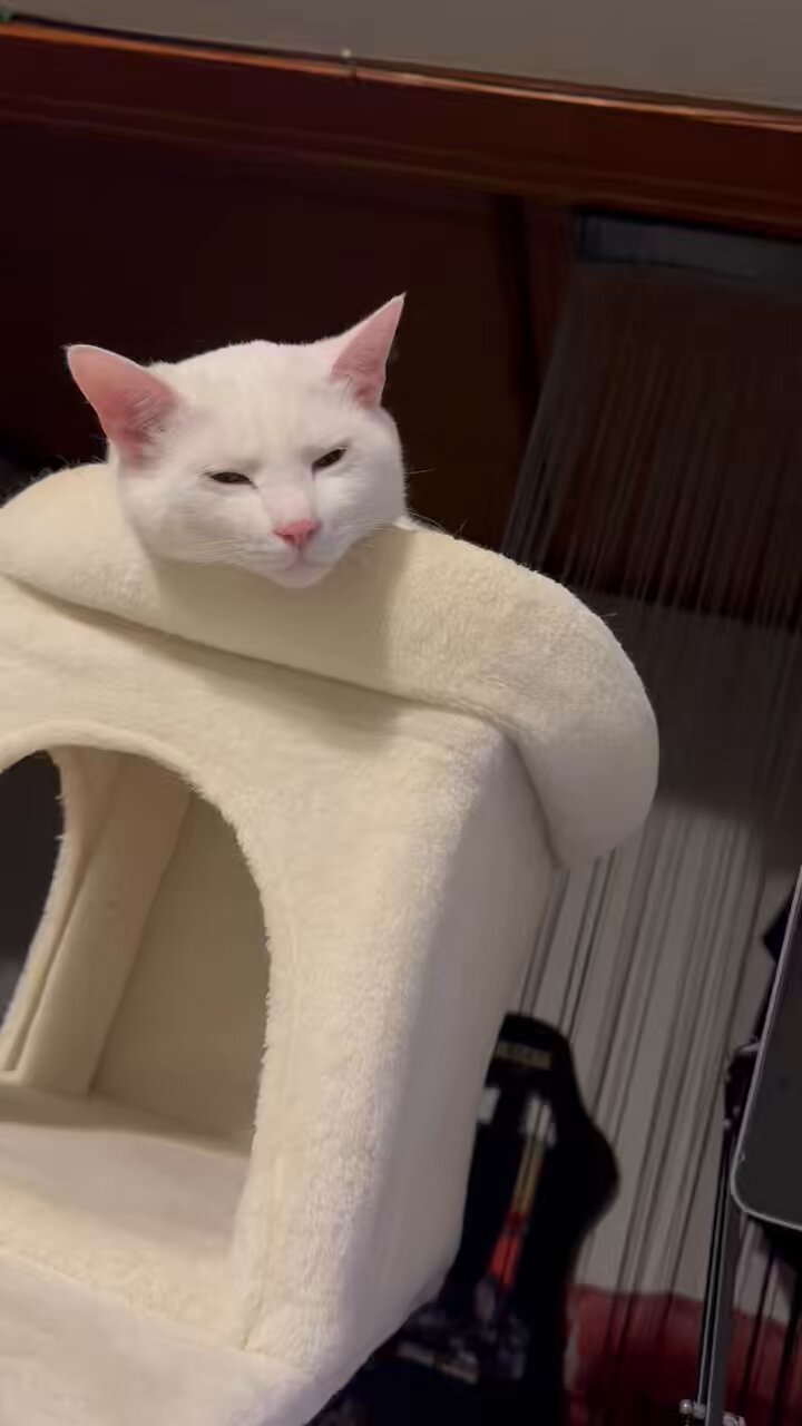 ねこハチ♡ こはぜ (@kohaze102) • Instagram photos and videos