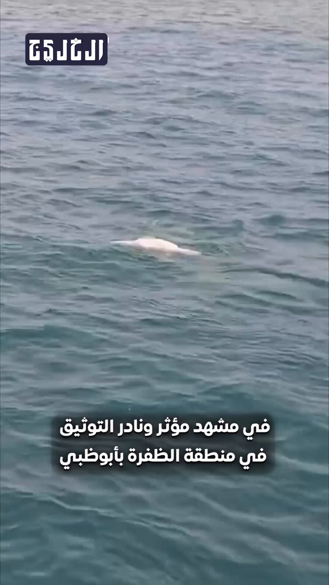 فيديو | «في أسمى معاني الأمومة»... أنثى دولفين ترفض التخلي عن صغيرها النافق في #أبوظبي 