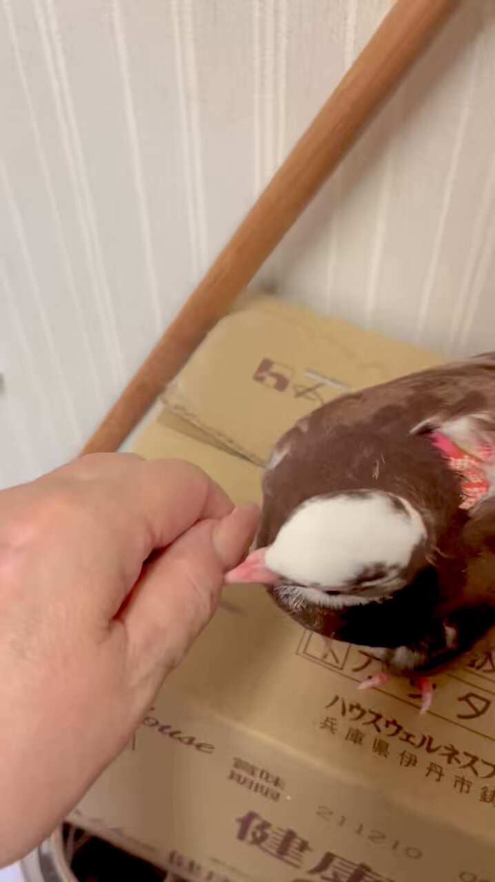 夜光貝　おまとめ四点　(インコの奴隷❁⃘*.様。専用)『蛇×3/鳩』トップ ｽﾐﾚｲﾝｺ - البحث / X
