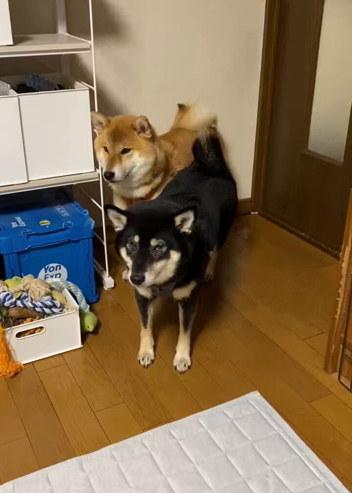 【世界にひとつ】一閑張り　赤　おめでたい　　カラフル　こま犬 そして、小花ちゃんと青葉くんの 赤ちゃん達💕💕💕 . . . #こ