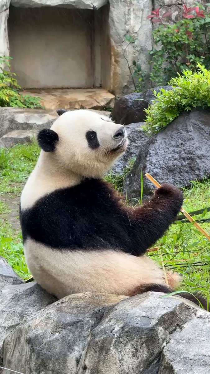 panda_xiang_xiang (@kedama_o_o) / X