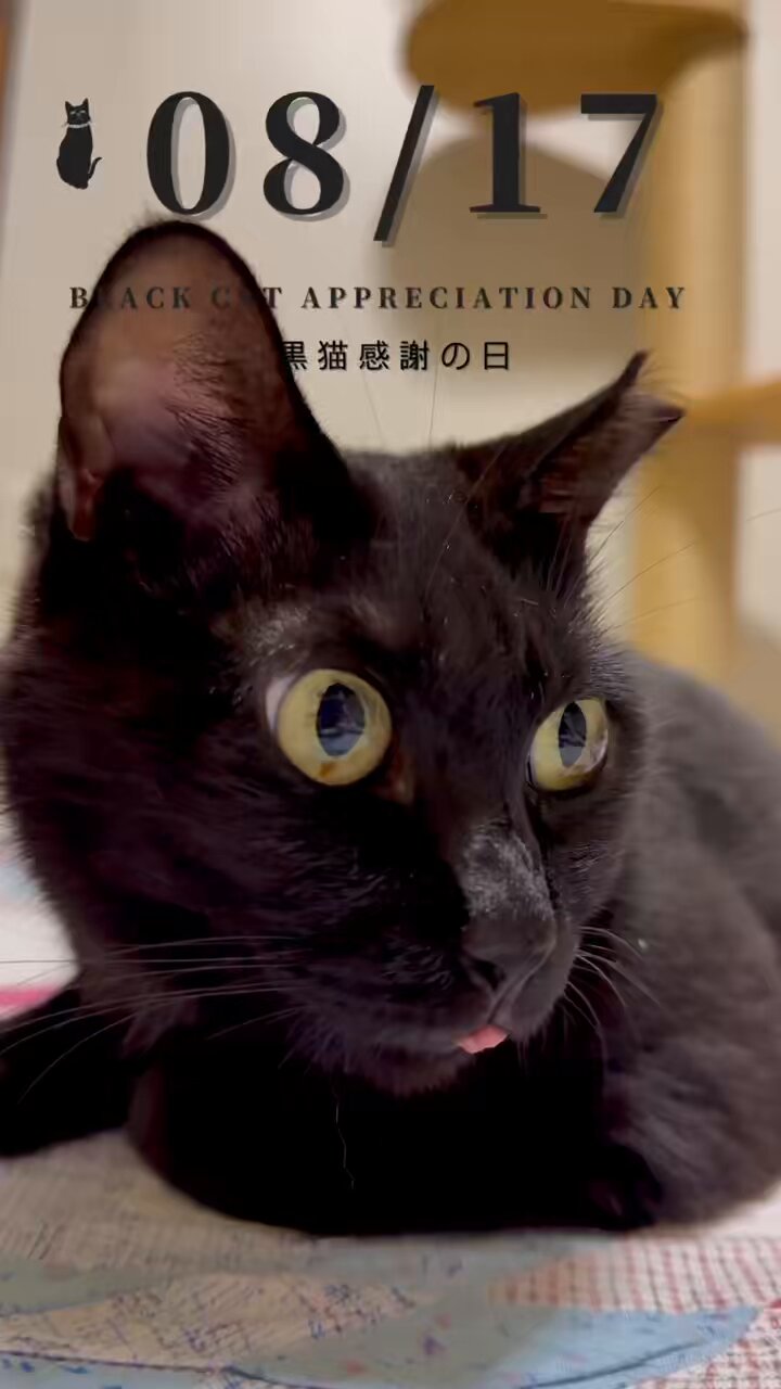 黒猫ギン様ありがとうございます‍♀️ あざとコロリン。#黒猫つくねちゃん #Tsukune_chan #猫 #黒猫