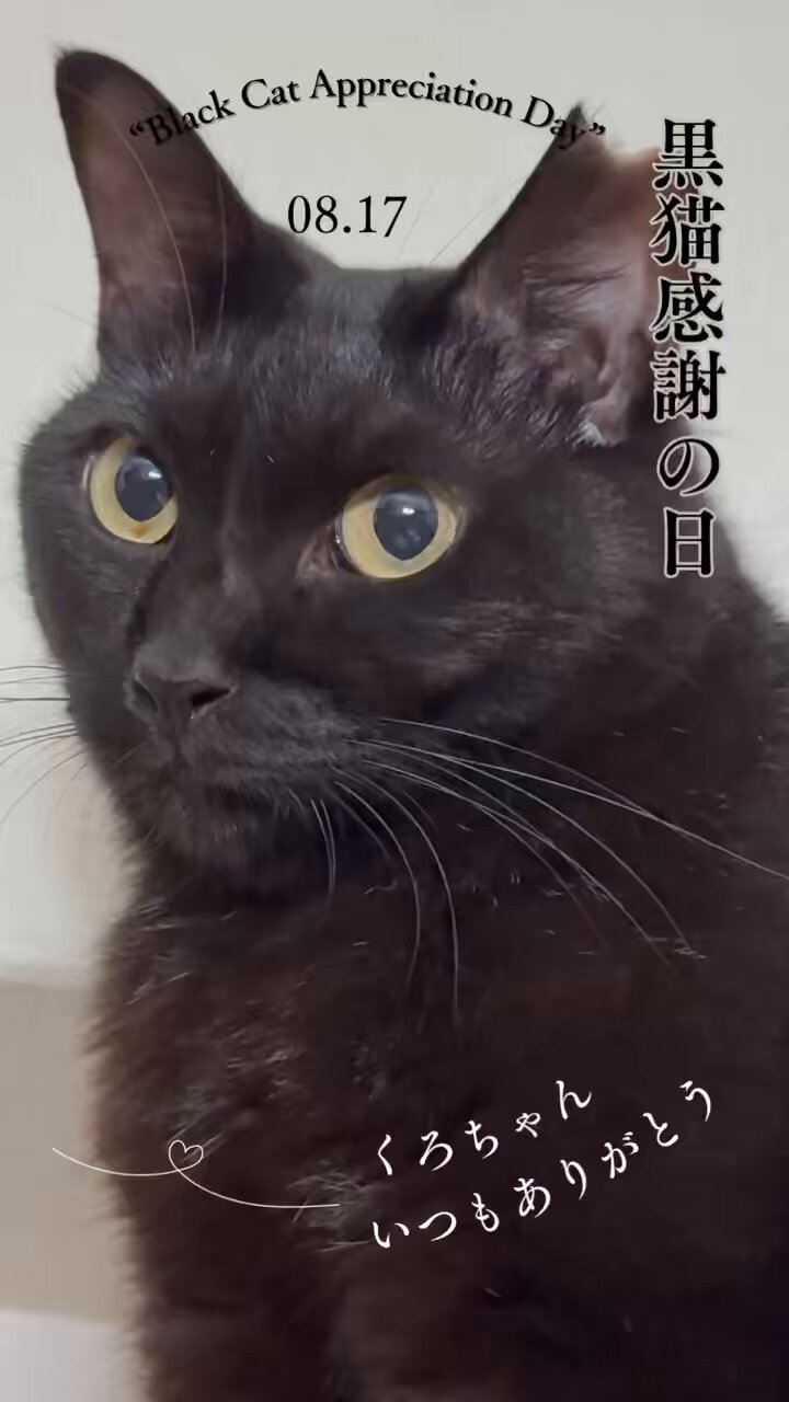 😻黒猫🐾🐾🐾 on X: 