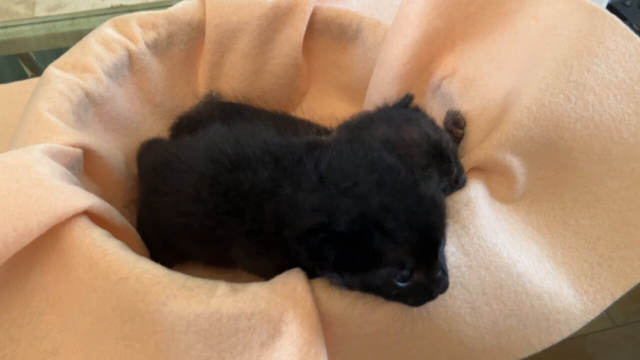 ✿黒ニャンコ✿　リクエストブローチ3点 imgrc0105493124.jpg
