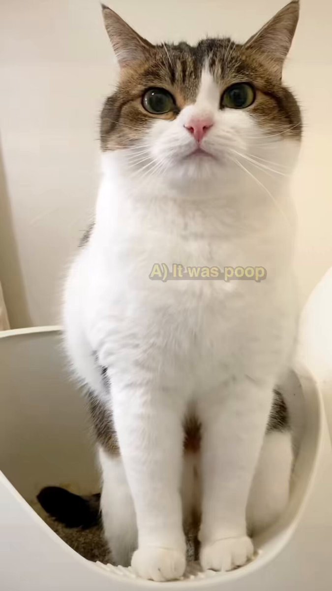 ニコ太郎 ニコちゃんとこたろう先生とトロとわさび姐さん