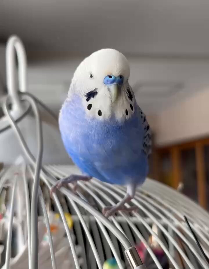 セキセイインコ　a⑥ 楽天市場】【azuki】Partner's 67 セキセイインコ(寸法：幅0.8cm