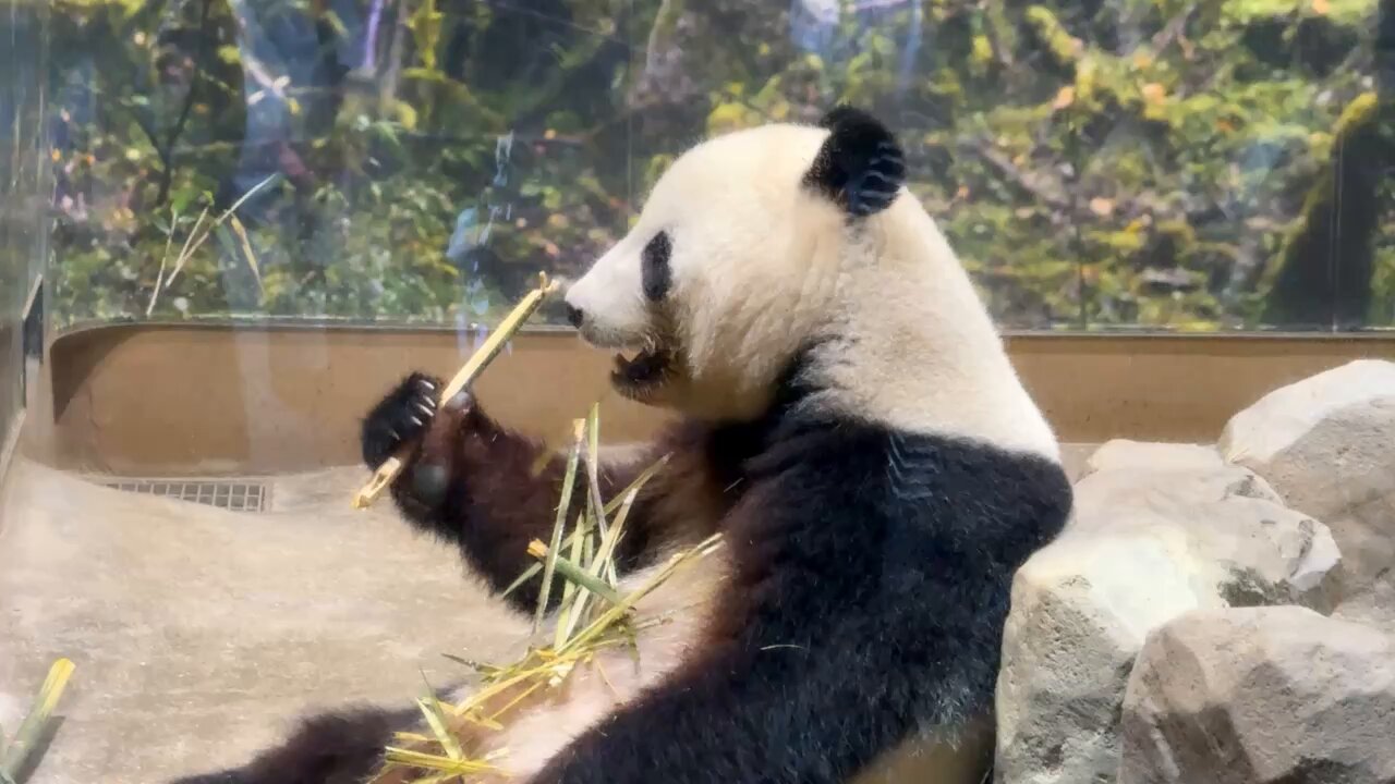 panda_xiang_xiang (@kedama_o_o) / X