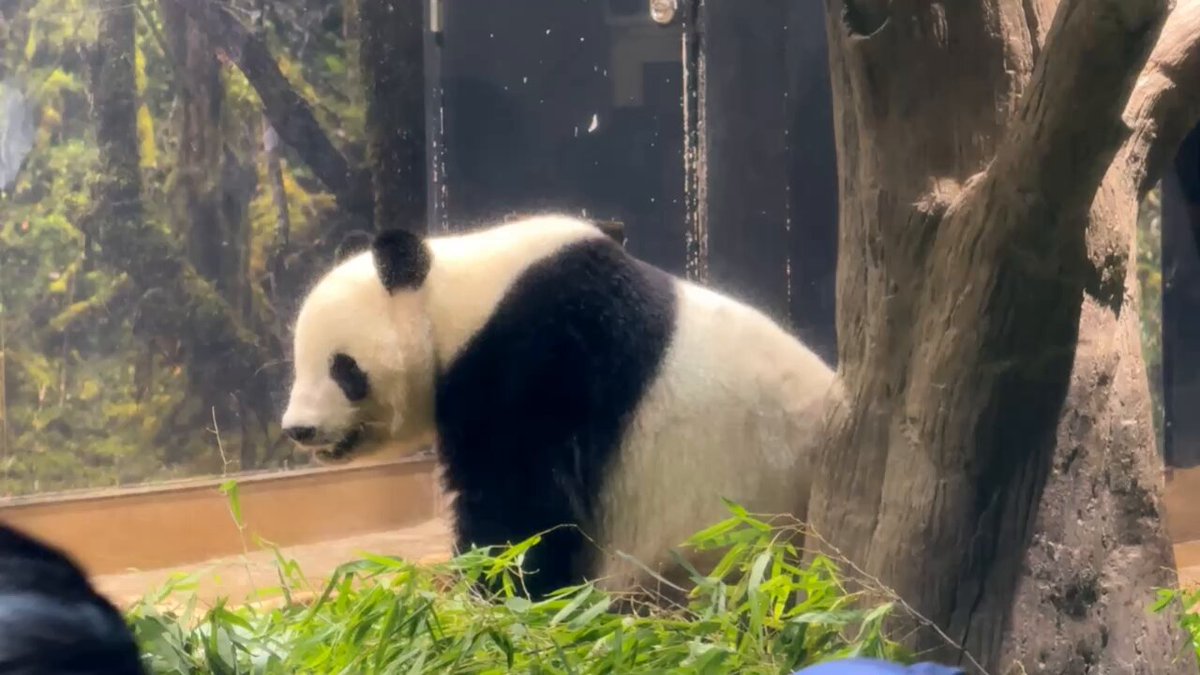 panda_xiang_xiang (@kedama_o_o) / X