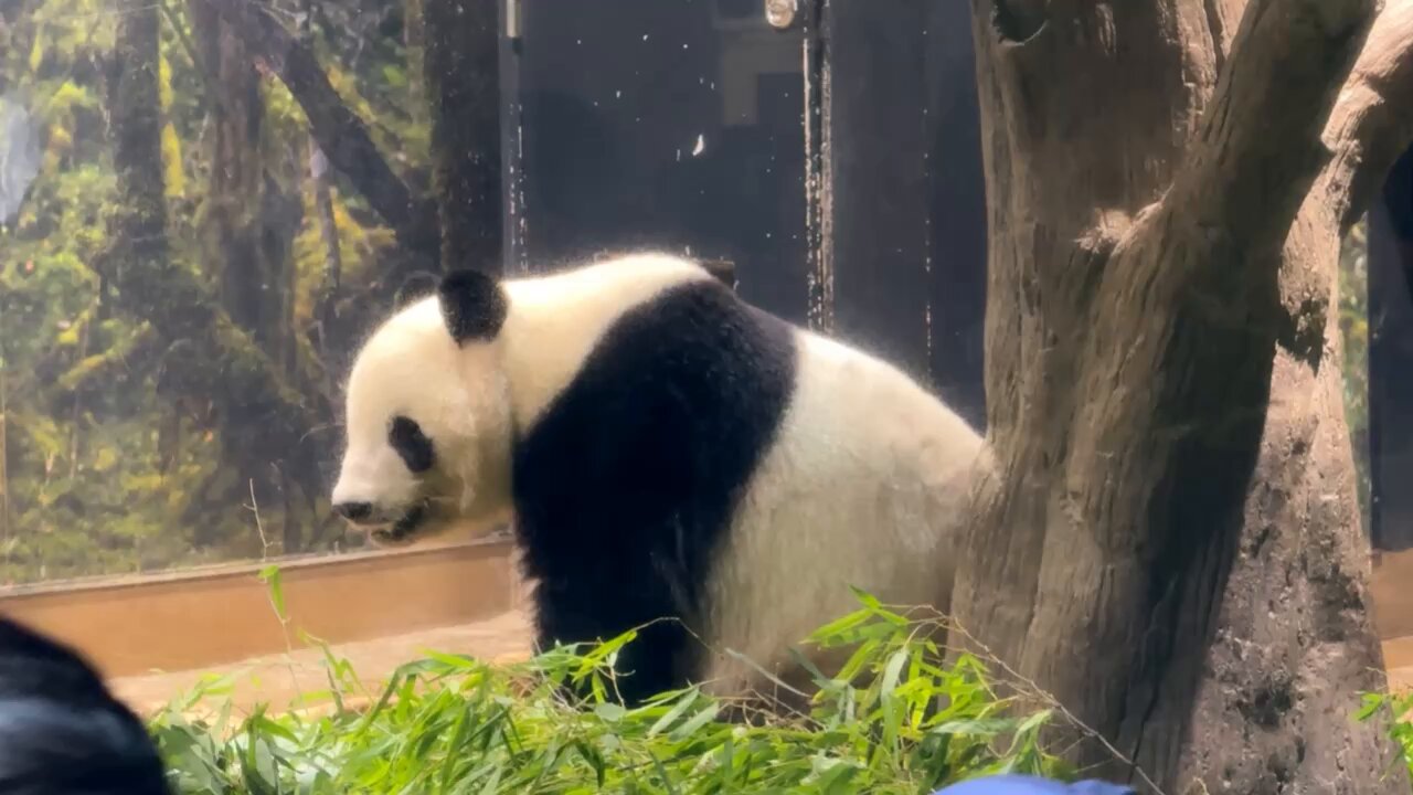 パンダのミャオミャオ よここ🐼 on X: 