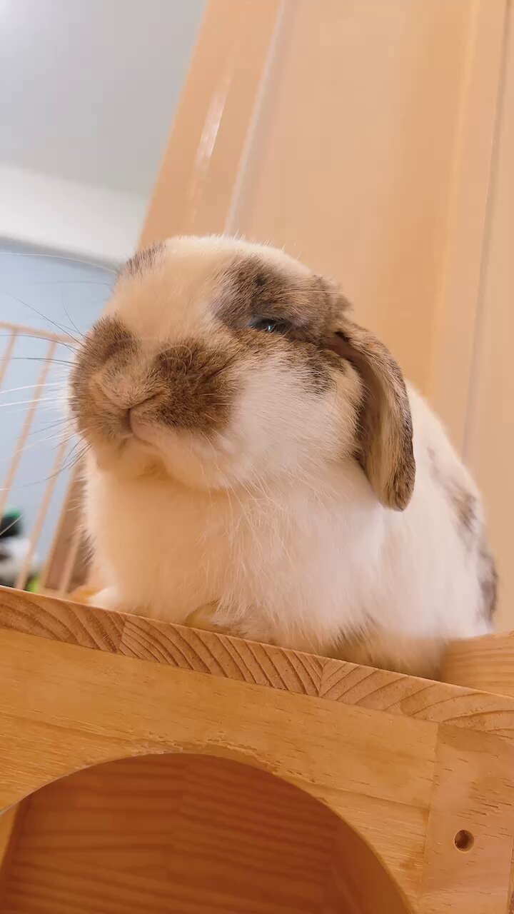 うさぎのうさじ on X: 