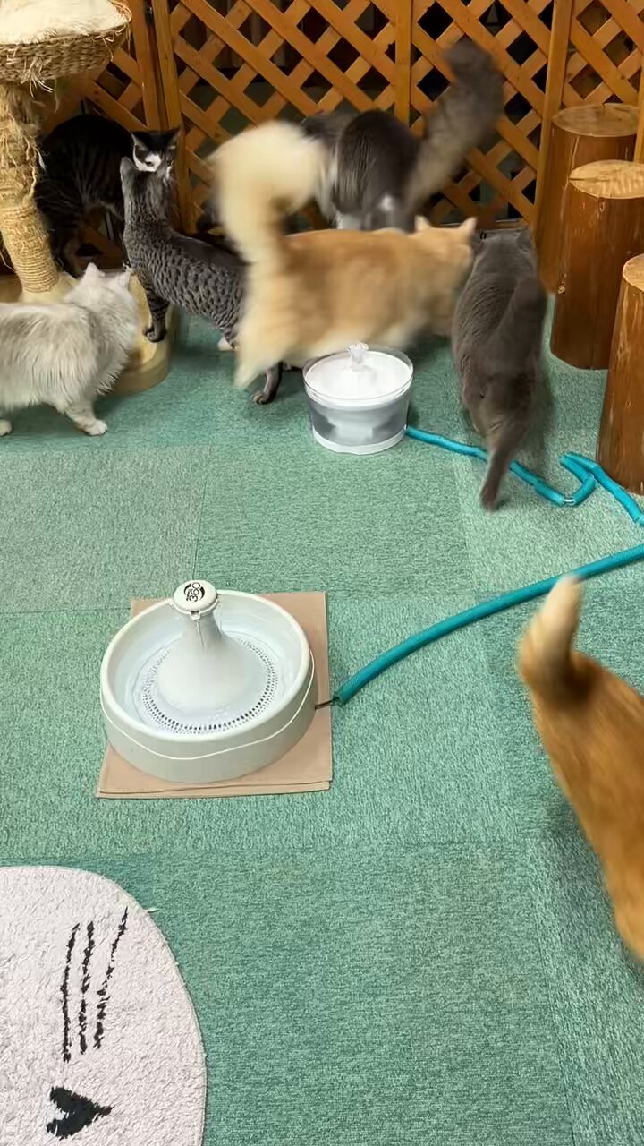 猫カフェねこまんま on X: 