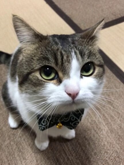 ニコ太郎 ニコちゃんとこたろう先生とトロとわさび姐さん