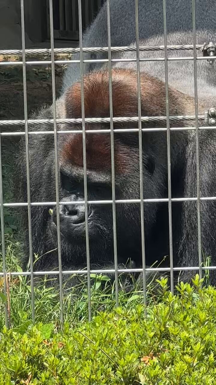 ゴリラ店長 GORILLA HALL OSAKA on X: 