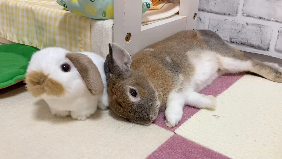 ウチのミカンちゃん【ミニウサギ】 on X: 