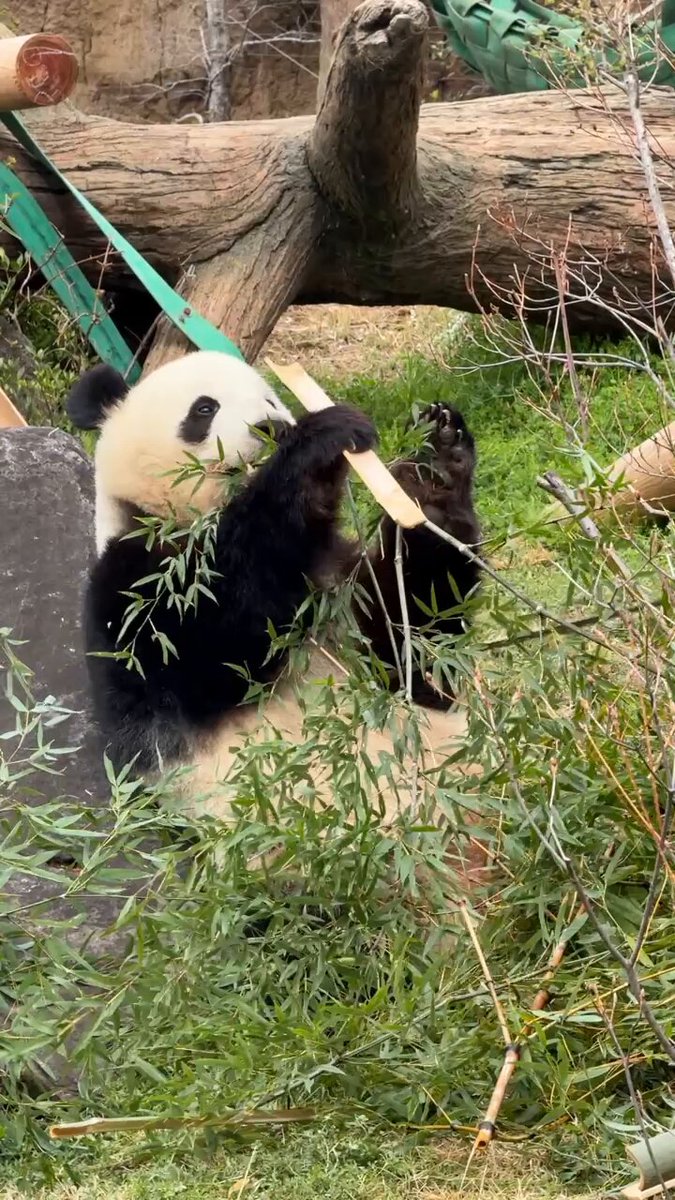 panda_xiang_xiang (@kedama_o_o) / X