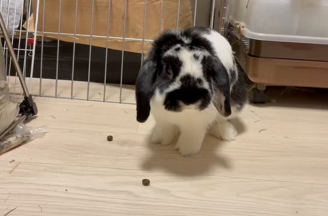 プロフ読んで下さい。うさぎ ☆BANNNE 170☆ うさぎ#rabbit#bunny#兔子#はじめてのうさ飼い#うさぎ多頭飼い