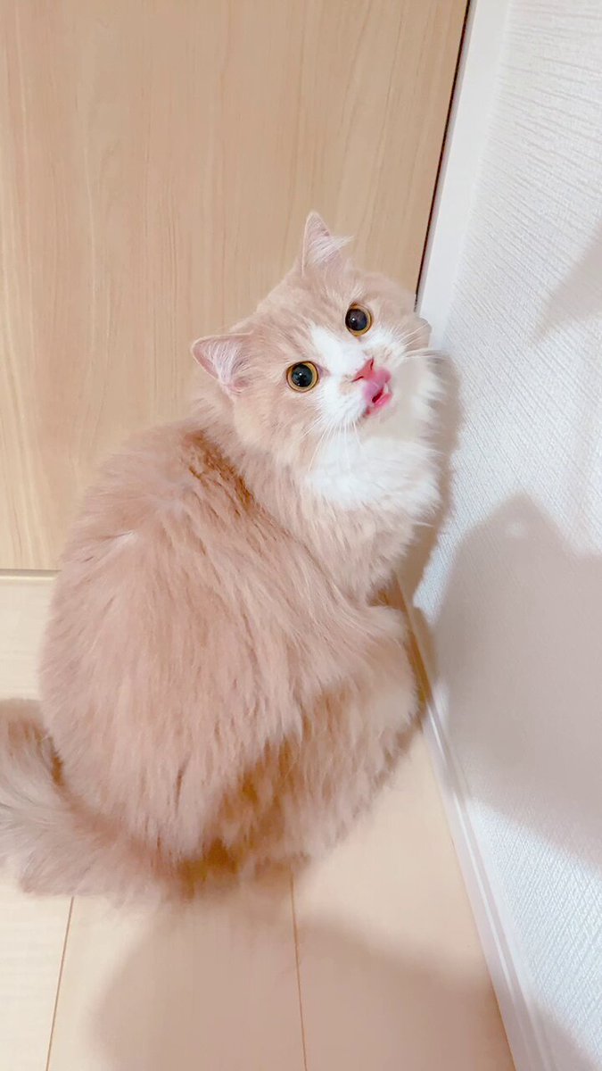mog ·͜· ꕤ︎︎ページ mog (@mogmogmog312) / X