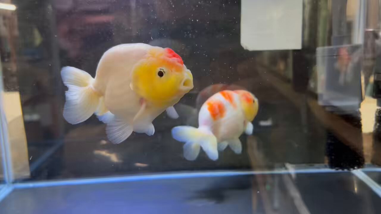 黄金の魚✼33枚全131話 Amazon | ともちゃんのメダカ屋さん】夜桜ゴールド3色ラメ