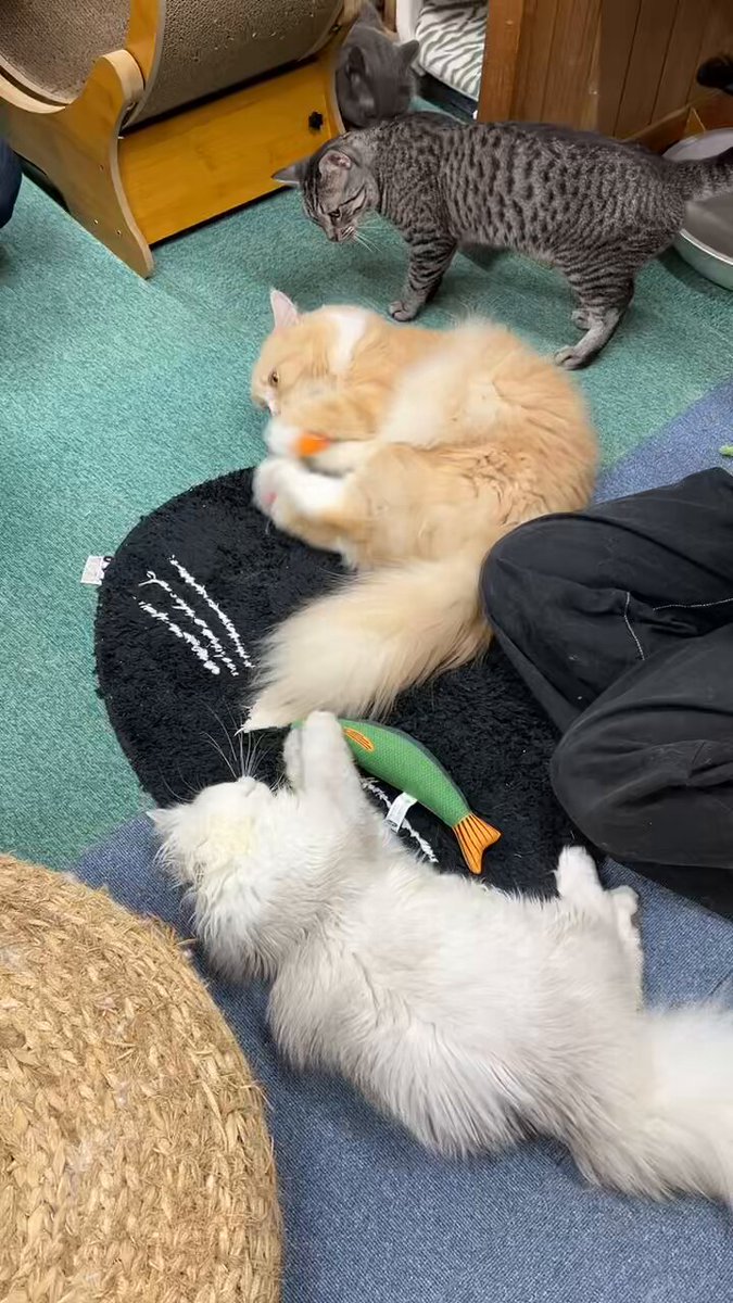 猫まんま。 猫カフェねこまんま on X: 