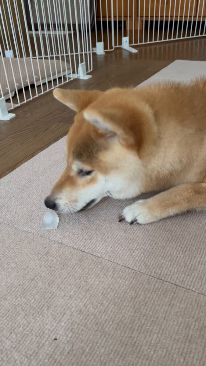 柴犬こめ0歳 (@shibainukome) / X