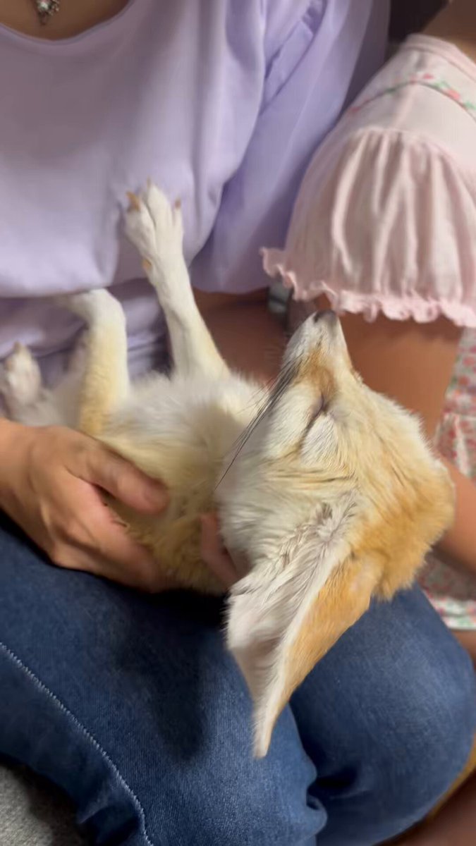 ミーアキャットひなた (@mutou710) / X