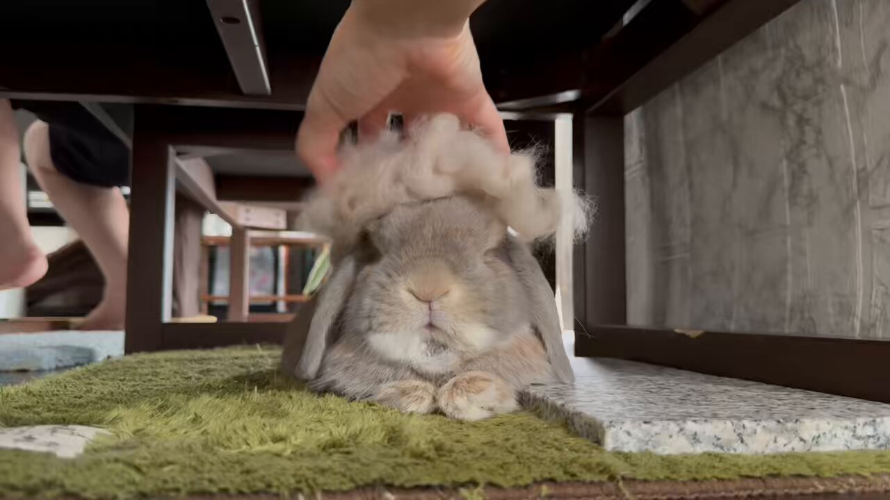 うさぎ家♡ うさぎ家♡