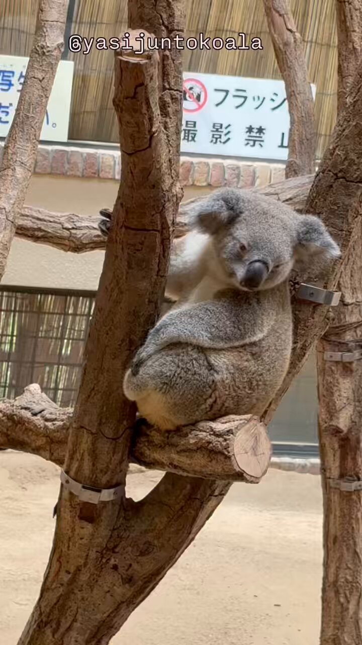 yasijun🐨🐨🐨コアラーイラストレーター on X: 