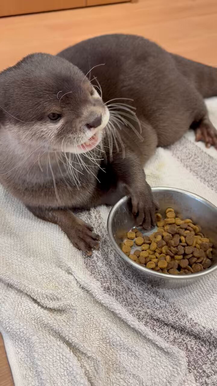 カワウソのウーちゃん (@Otter_Uchan) / X