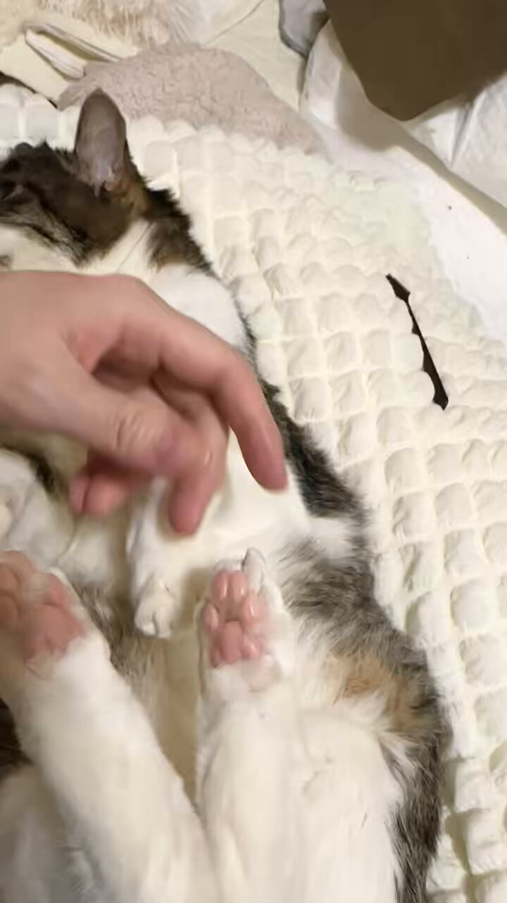 猫千代　0501 わんちゃん、ねこちゃん入舎しました!! Part① | かねだい八千代